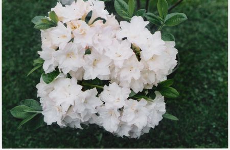 Blue Mountain Double Azalea